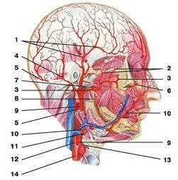 Кровеносные сосуды головы, лица и шеи