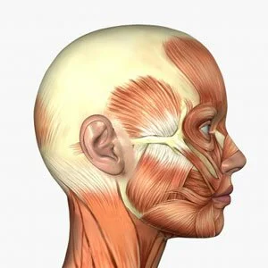 Мышцы лица и головы